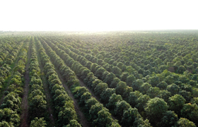 Group Managing Director’s Review